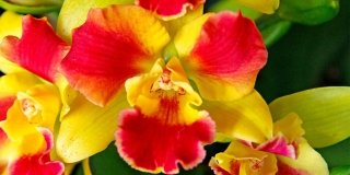 Orchidea Potinara “Burana Beauty”