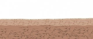 3. Si spargano i semi e li si interri con un rastrello a una profondità di mezzo centimetro. 3. Si spargano i semi e li si interri con un rastrello a una profondità di mezzo centimetro.