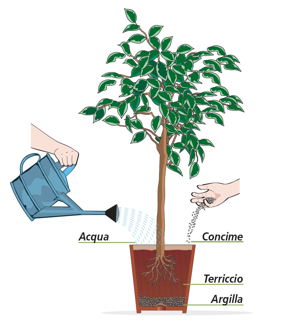 Prendiamoci cura del ficus benjamin cose di casa Come potare il tronchetto della felicità