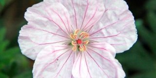 Geranium sanguineum variegatum – Geranio sanguigno variegato