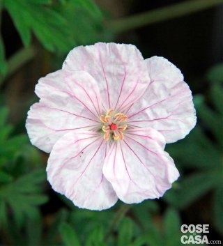 Esemplare di geranium sanguineum variegatum.
