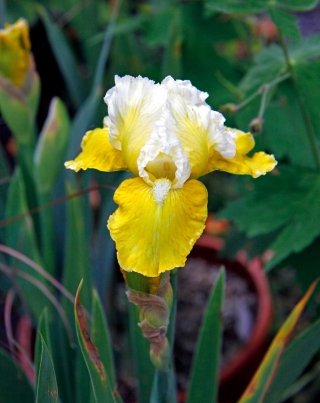 iris-bunnicola
