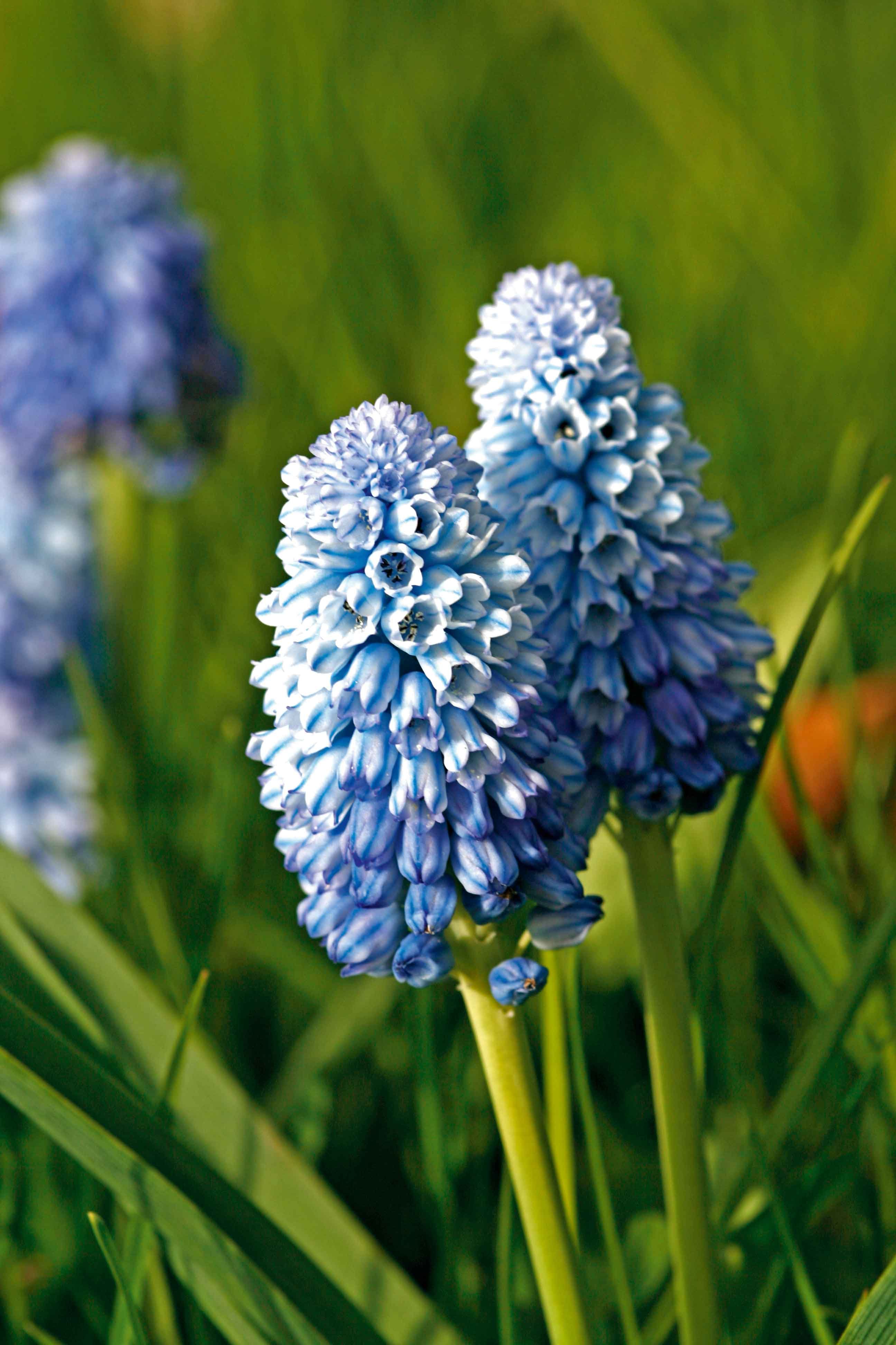 I muscari sbocciano al sopraggiungere della primavera producendo piccoli grappoli di fiori.