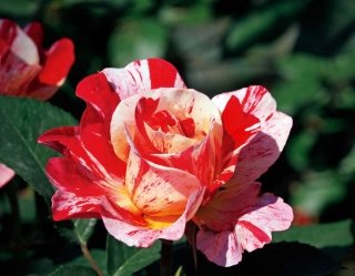 rosa-maurice-utrillo