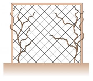 tutori grata clematis crescita