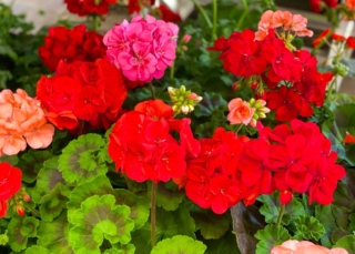 Fiori-di-geranio Fiori-di-geranio