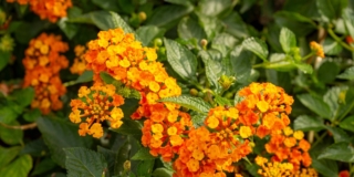 Lantana fiorita Lantana fiorita