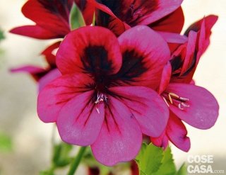 gerani a foglia odorosa ashby color viola dalla macchia scura gerani a foglia odorosa ashby color viola dalla macchia scura