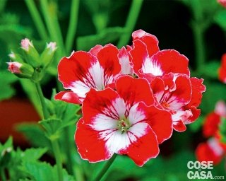 Pelargonium Beromunster geranio con fiori a campana fucsia e rosa Pelargonium Beromunster geranio con fiori a campana fucsia e rosa