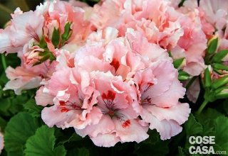 gerani imperiali o macranta, Pelargonium macranthum o P. grandiflorum color rosa salmone gerani imperiali o macranta, Pelargonium macranthum o P. grandiflorum color rosa salmone