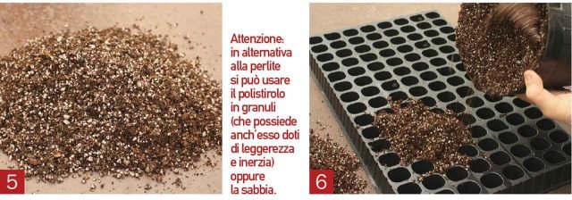 substrato per talea crisantemi substrato per talea crisantemi