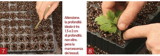 inserire crisantemi nel terreno inserire crisantemi nel terreno