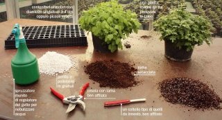 crisantemi-occorrente