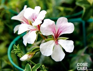 geranio edera Pelargonium peltatum con fiore bianco semplice dalle venature colorate e foglie con una marginatura bianca crema sottile lungo tutto il margine geranio edera Pelargonium peltatum con fiore bianco semplice dalle venature colorate e foglie con una marginatura bianca crema sottile lungo tutto il margine