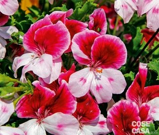 gerani pelargoni della serie Graziosa rosa, viola e rossi gerani pelargoni della serie Graziosa rosa, viola e rossi