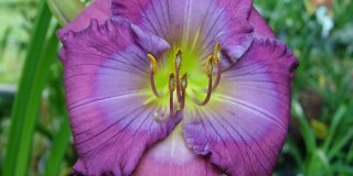 Hemerocallis “Lavender blue baby”