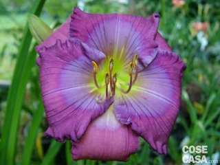 Hemerocallis “Lavender blue baby”, dall'incantevole colore viola.