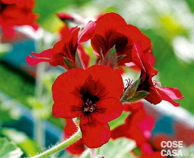 gerani Mistery Unique dal color rosso cupo con macchie viola o nere gerani Mistery Unique dal color rosso cupo con macchie viola o nere