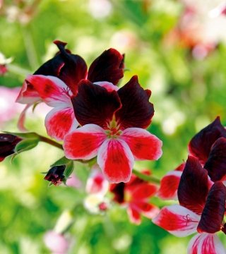 pelargonium