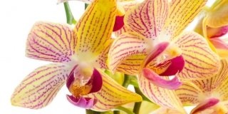 Rinvasare le orchidee troppo cresciute