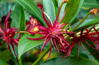 Illicium floridanum