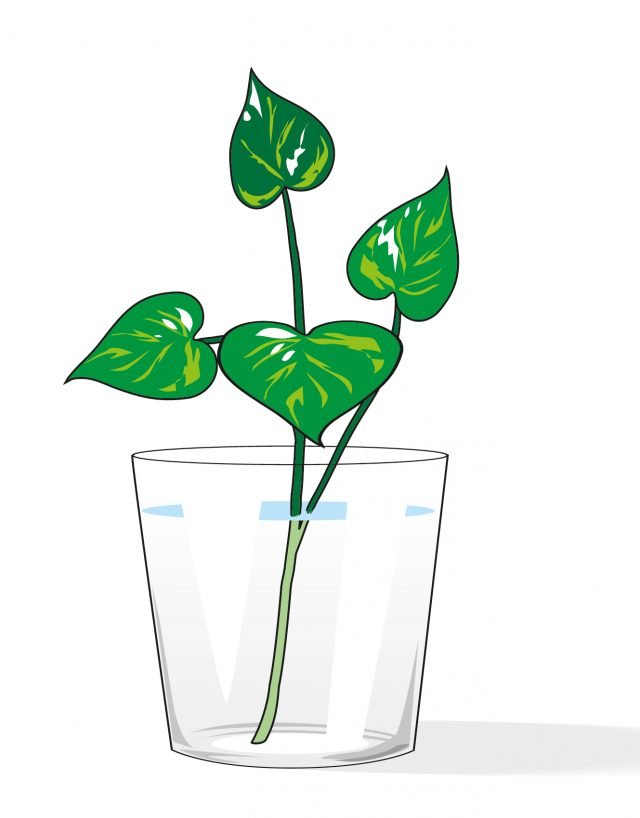 2. Prelevare talee apicali di fusto e sistemarle in un recipiente colmo d’acqua. Quando la talea avrà ben radicato, rinvasarla in un vaso di piccole dimensioni con terriccio universale. 2. Prelevare talee apicali di fusto e sistemarle in un recipiente colmo d’acqua. Quando la talea avrà ben radicato, rinvasarla in un vaso di piccole dimensioni con terriccio universale.