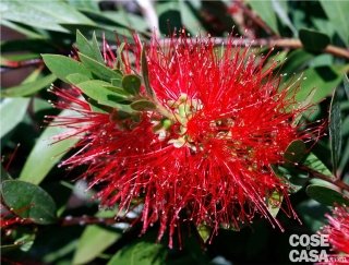 I fiori di callistemon compaiono verso l'estate e durano a lungo. Le foglie, opache e coriacee, sono allungate e acuminate. I fiori di callistemon compaiono verso l'estate e durano a lungo. Le foglie, opache e coriacee, sono allungate e acuminate.