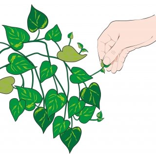 1. Per ottenere uno sviluppo compatto e cespuglioso, cimare gli apici vegetativi. 1. Per ottenere uno sviluppo compatto e cespuglioso, cimare gli apici vegetativi.