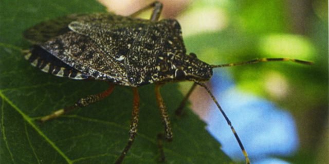 Attenzione alla cimice asiatica cose di casa Cimici marroni in casa