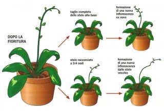 cura orchidea Phalaenopsis taglio dello stelo cura orchidea Phalaenopsis taglio dello stelo