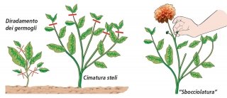Diradamenti, cimature, sbocciolature delle dalie Diradamenti, cimature, sbocciolature delle dalie