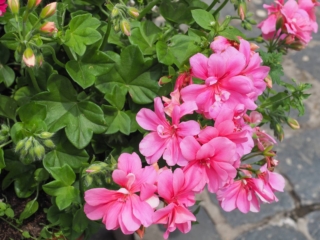 Pelargonium Peltatum Pelargonium Peltatum