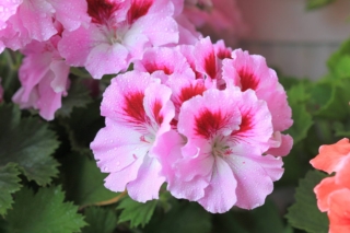 Pelargonium Grandiflorum