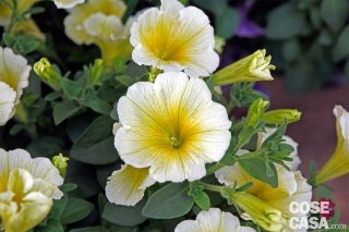 petunia petunia