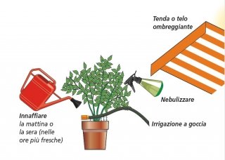 piante all'aperto: innaffiare, irrigare, proteggere con tenda o telo piante all'aperto: innaffiare, irrigare, proteggere con tenda o telo