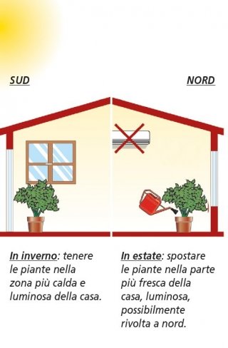 posizioni piante in casa in inverno e estate posizioni piante in casa in inverno e estate