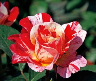 rosa-maurice-utrillo