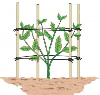 tutori dalie 4 bacchette tutori dalie 4 bacchette