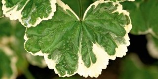 Pelargonium “Frank Headley”, geranio da foglia