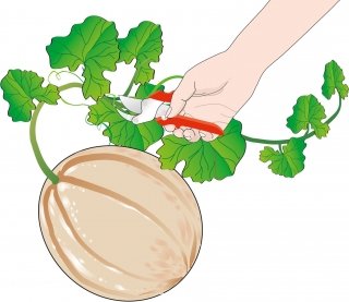 2. La cimatura in presenza dei frutti 2. La cimatura in presenza dei frutti