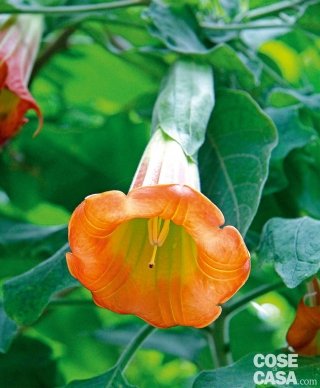 Datura sanguinea, datura dai fiori arancio e giallo. Datura sanguinea, datura dai fiori arancio e giallo.