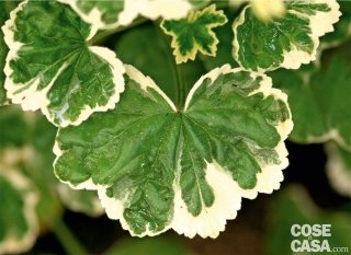 geranio Pelargonium “Frank Headley”