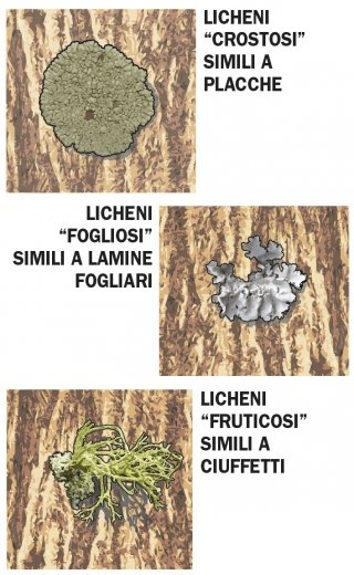 licheni su tronco albero: crostosi, fogliosi, fruticosi