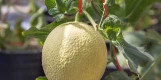Il melone si può coltivare nell’orto
