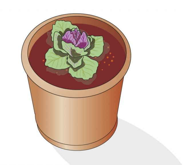 cavolo ornamentale in vaso con foglie centrali ben racchiuse a cespo e in fase iniziale di colorazione cavolo ornamentale in vaso con foglie centrali ben racchiuse a cespo e in fase iniziale di colorazione