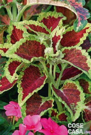 Coleus