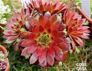 Esemplare di sempervivum "Rubin".