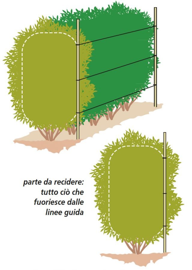 tagliare parte che fuoriesce dalla linee guida della siepe tagliare parte che fuoriesce dalla linee guida della siepe