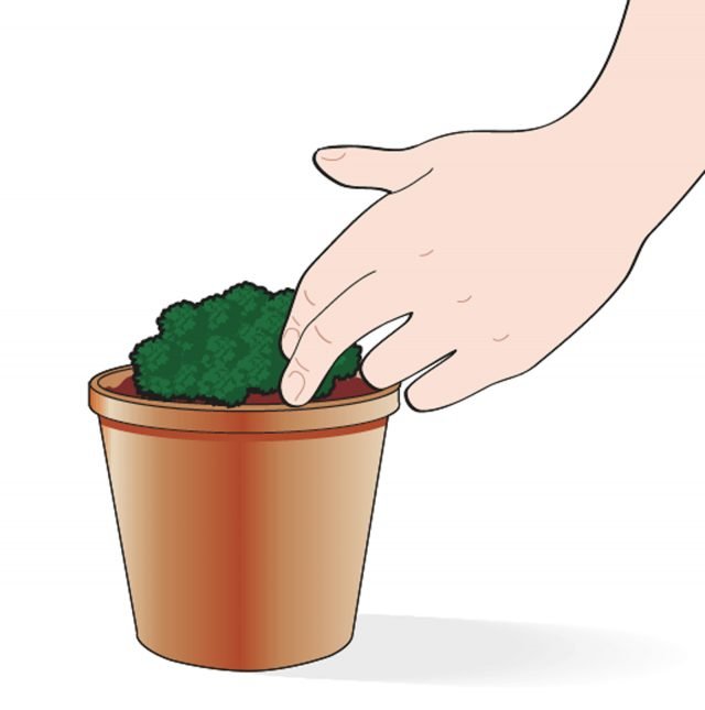 inserire sassifraga nel vaso inserire sassifraga nel vaso
