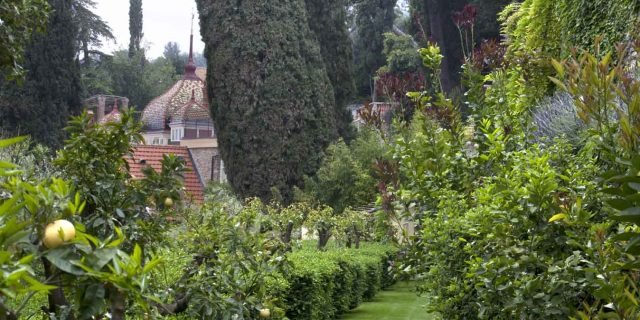 Gli agrumi, aromi e sapori dal giardino Gli agrumi, aromi e sapori dal giardino